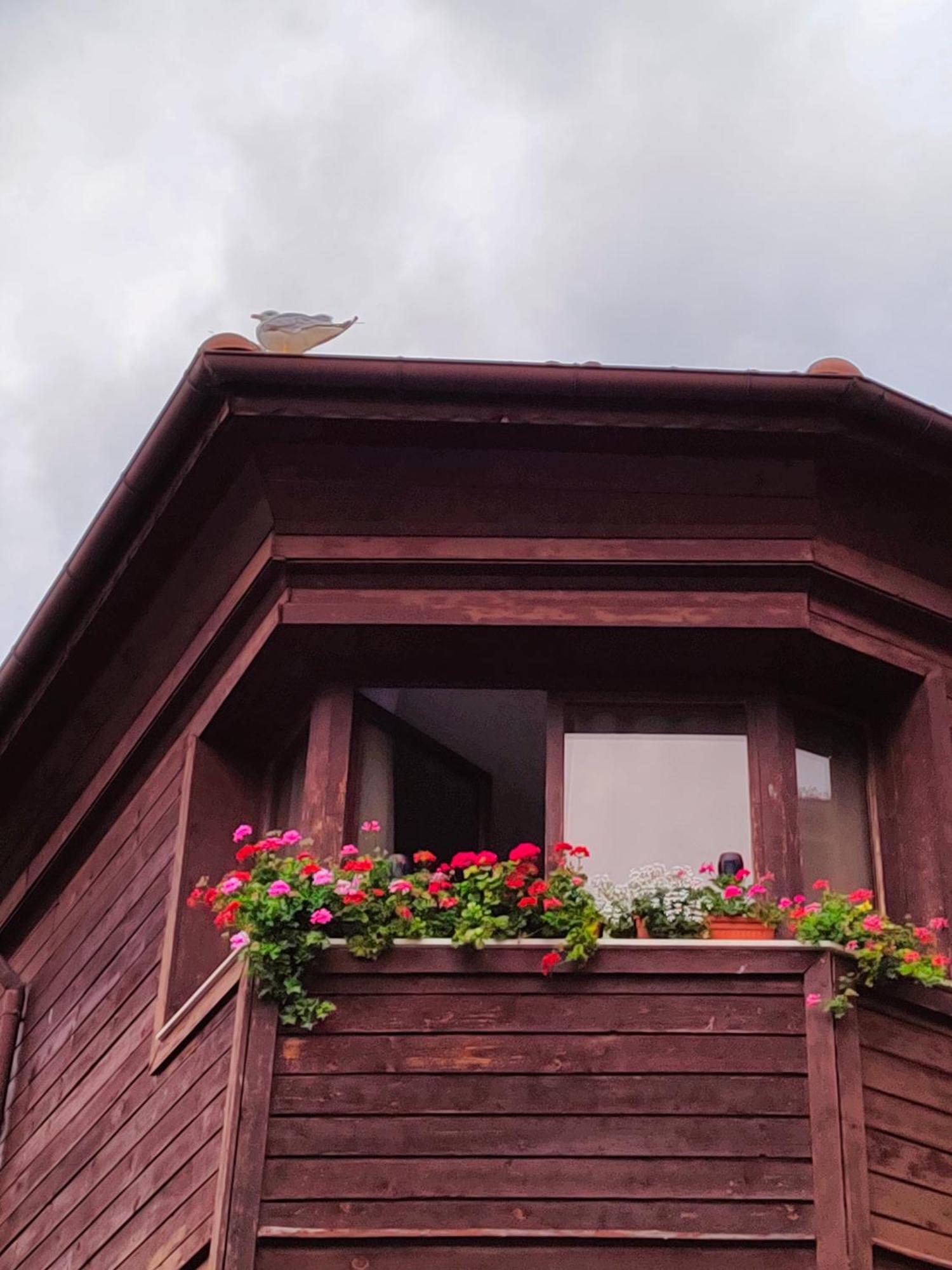 Guest Rooms Melsambria ネセバル エクステリア 写真